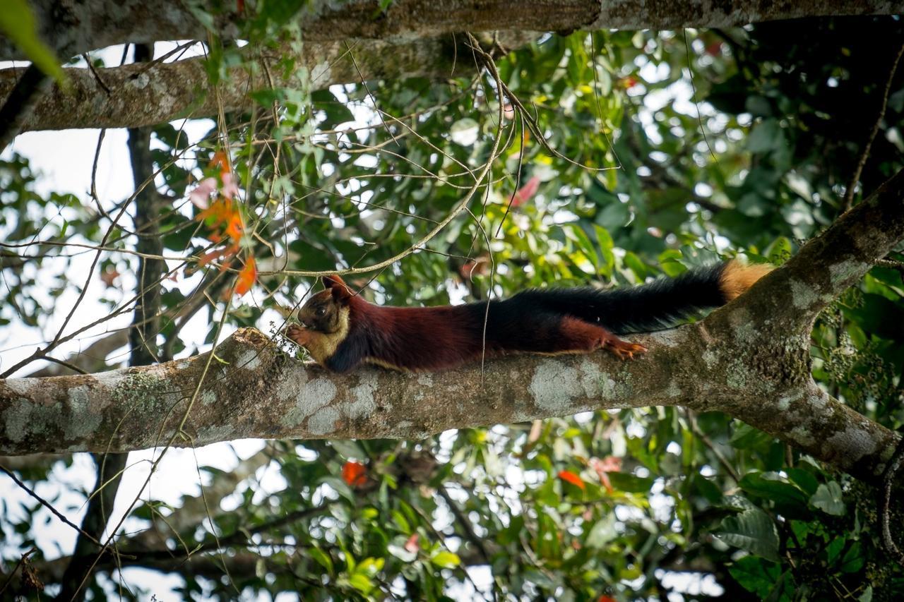 Wild Planet Jungle Resort Devāla Eksteriør billede